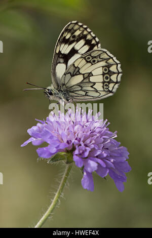 Ein Mann aus Marmor weiß Schmetterling (Melanargia galathea) auf Feld-witwenblume (Knautia arvensis) Stockfoto