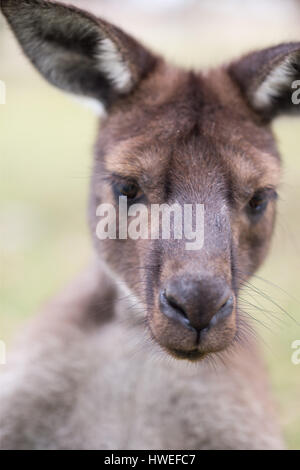 Western-graue Känguru (Macropus Fuliginosus) Stockfoto