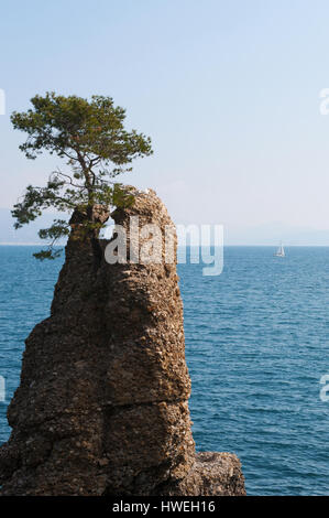 Der Felsen von Cadrega, Rock Stuhl, einem berühmten Felsen mit einer maritimen Kiefer oben an der Küste zwischen Santa Margherita Ligure und Portofino Stockfoto