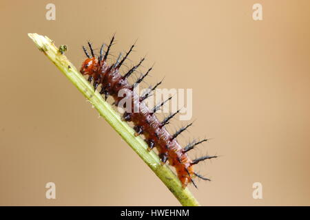 Ein Gulf Fritillary Larve oder Raupe auf eine Leidenschaft Blütenstiel. Stockfoto