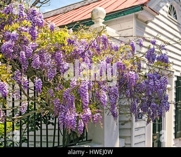 Glyzinien blühen, Charleston, Südcarolina, USA Stockfoto