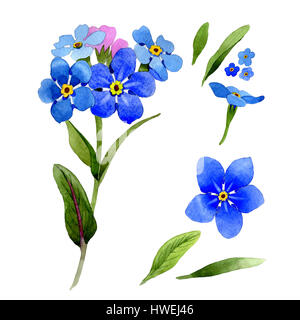 Wildflower Myosotis Arvensis Blume im Aquarell-Stil isoliert. Stockfoto