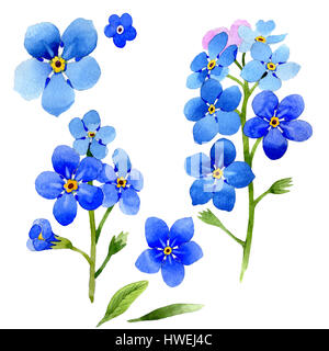 Wildflower Myosotis Arvensis Blume im Aquarell-Stil isoliert. Stockfoto