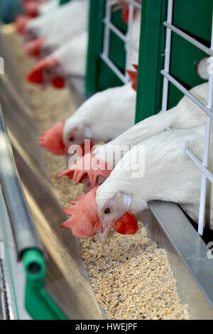 Weiße Hühner in den Abschnitten Stockfoto