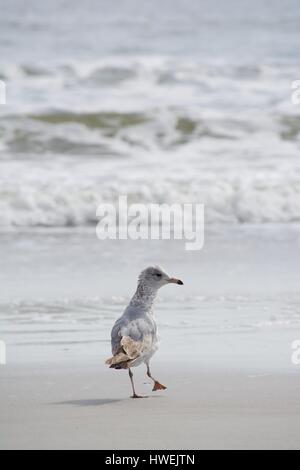 Möwe am Strand Stockfoto