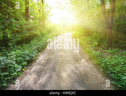 Landstraße in einem grünen Wald führt zu helle Sonne Stockfoto