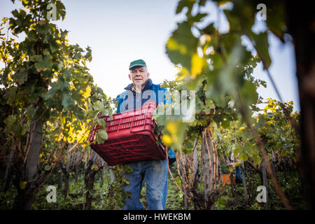 Porträt der ältere Mann mit Trauben Kiste im Weinberg Stockfoto