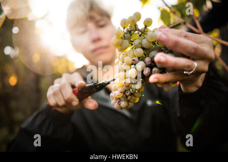 Nahaufnahme von Frau schneiden Trauben von den Reben im Weinberg Stockfoto