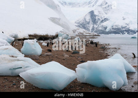 Gentoo Penguins (Pygoscelis Papua), Neko Harbour, Antarktis Stockfoto