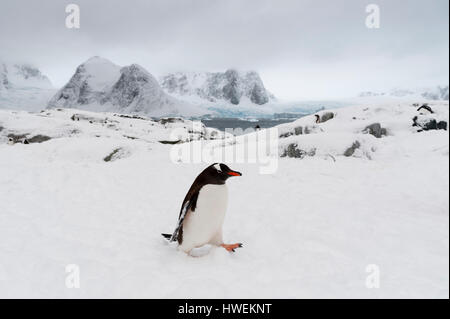 Gentoo Penguin (Pygoscelis Papua) in verschneiter Landschaft, Petermann Island, Antarktis Stockfoto