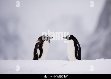 Zwei Gentoo Penguin (Pygoscelis Papua) Gesicht an Gesicht, Petermann Island, Antarktis Stockfoto