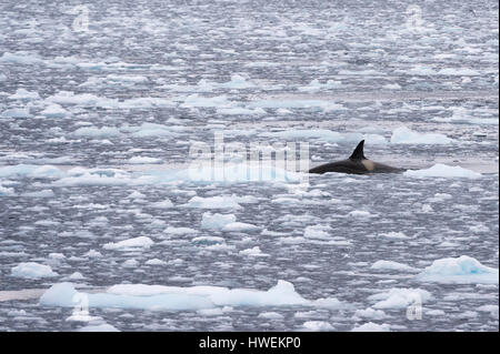 Orca (Orcinus Orca) Schwimmen im Lemaire-Kanal, Antarktis Stockfoto