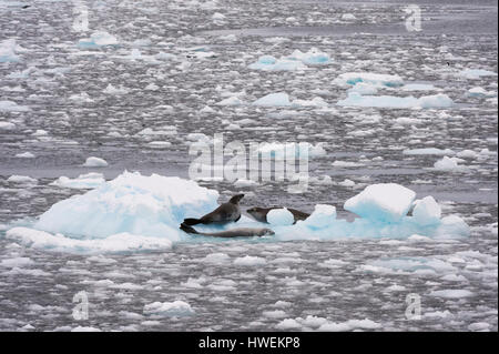 Seals Krabbenfresserrobbe (Lobodon Carcinophaga) Lemaire-Kanal, Antarktis Stockfoto