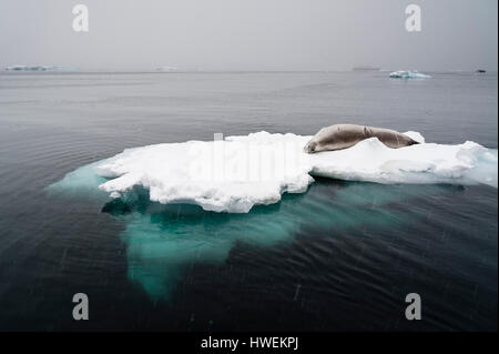 Krabbenfresserrobbe (Lobodon Carcinophaga) auf dem Eis, Wilhelmina Bay, Antarktis versiegeln Stockfoto