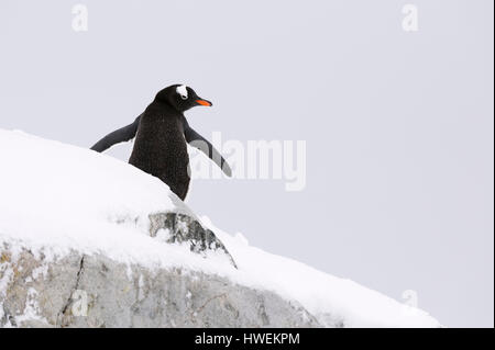 Gentoo Penguin (Pygoscelis Papua), Petermann Island, Antarktis Stockfoto