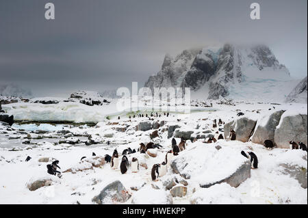 Gentoo-Pinguin-Kolonie (Pygoscelis Papua), Petermann Island, Antarktis Stockfoto
