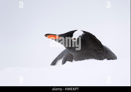 Nahaufnahme von Gentoo Penguin (Pygoscelis Papua), Petermann Island, Antarktis Stockfoto