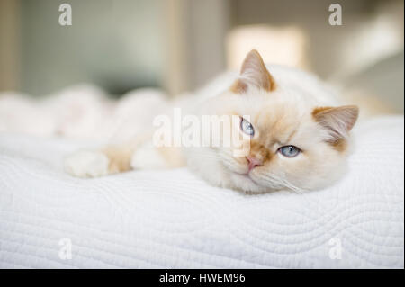 Rag Doll Katze mit blauen Augen auf Bett Stockfoto