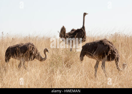 Drei Strauße auf Wiese, Südafrika Stockfoto