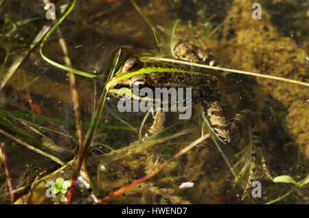 Perez Frosch, iberischen Wasser Frosch oder iberischen grüner Frosch (Rana Perezi) Wasser in einem kleinen Teich an den Ufern des Guadiana. Alentejo, Portugal. Stockfoto