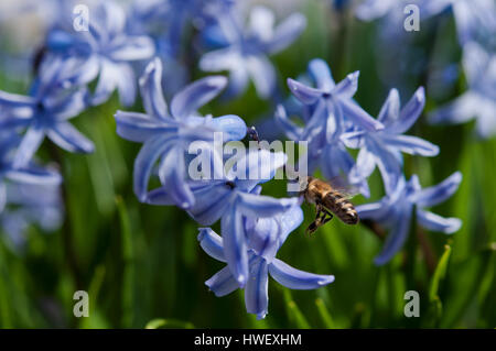 Fliegende Biene in der Nähe von blaue Hyazinthe in einem Garten Stockfoto