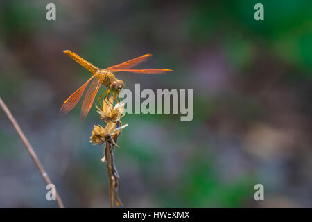 Libelle auf einer Blume. Stockfoto