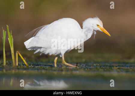 Kuhreiher (Bubulcus Ibis), stehen in einem Sumpf Stockfoto