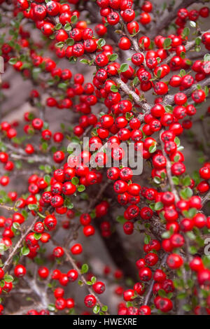 Cottoneaster Beeren Stockfoto
