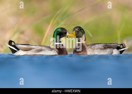 Stockente (Anas Platyrhynchos), Erpel Schwimmen im Wasser Stockfoto