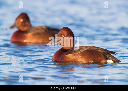 Eisenhaltige Ente (Aythya Nyroca), Drake, die im Wasser schwimmen Stockfoto