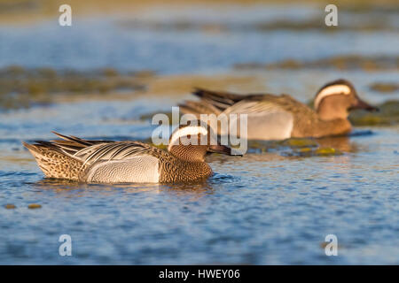 Garganey (Anas Querquedula), Erpel, Baden im Teich Stockfoto