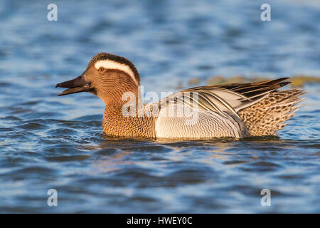 Garganey (Anas Querquedula), Drake, Baden im Teich Stockfoto