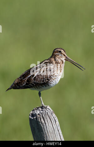 Ein Wilson's Snipe (Gallinago Delicata) steht auf einem Bein, wie es nennt, Russell Land Vogel Weg. Stockfoto