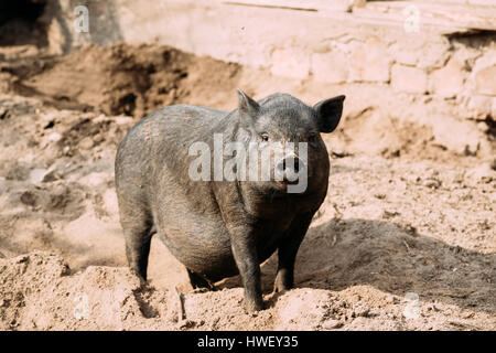 Haushalt A große schwarze Katze im Bauernhof. Schweinehaltung ist Erziehung und Zucht von Hausschweinen. Es ist ein Zweig der Tierhaltung. Schweine werden angehoben Princip Stockfoto