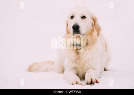 Nahaufnahme der Erwachsenen weißen Labrador Retriever Hund sitzen im Schnee im Winter Saison Stockfoto