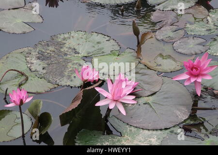 Nelumbo ist eine Gattung der Pflanzen mit großen, auffälligen Blüten. Mitglieder sind gemeinhin als Lotus. seerosen am Bügel in Hoa Lu in Vietnam. Stockfoto