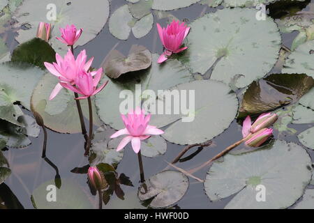 Nelumbo ist eine Gattung der Pflanzen mit großen, auffälligen Blüten. Mitglieder sind gemeinhin als Lotus. seerosen am Bügel in Hoa Lu in Vietnam. Stockfoto