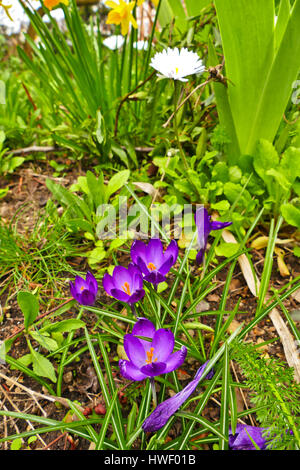 Lila Krokusse unter Gänseblümchen in London wachsende versteckte Stockfoto