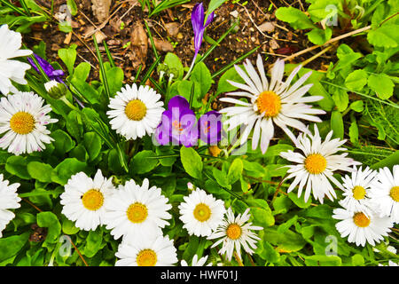 Lila Krokusse unter Gänseblümchen in London wachsende versteckte Stockfoto