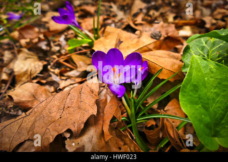 Lila Krokusse blühen wachsen in einem Londoner Garten Stockfoto