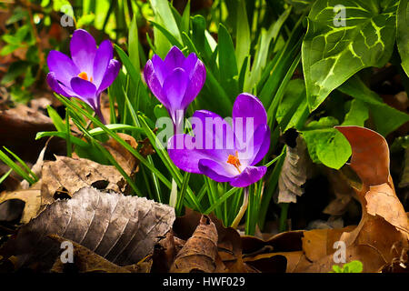 Lila Krokusse blühen wachsen in einem Londoner Garten Stockfoto