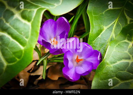 Lila Krokusse blühen wachsen in einem Londoner Garten Stockfoto