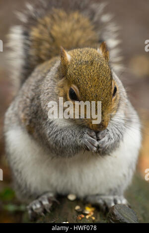 Östlichen graue Eichhörnchen essen von Futter auf einem Baumstamm Stockfoto