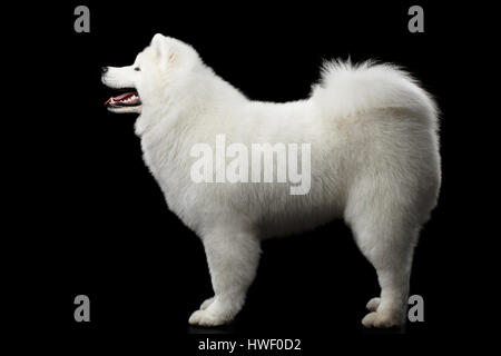 Samoyed Hund auf schwarzem Hintergrund isoliert Stockfoto