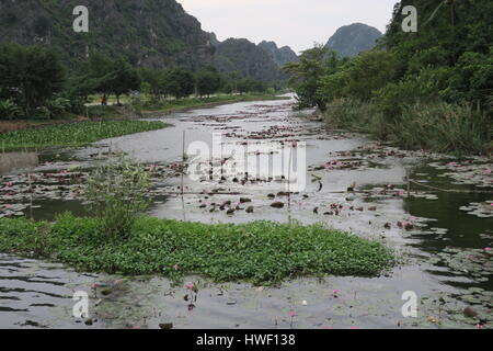 Nelumbo ist eine Gattung der Pflanzen mit großen, auffälligen Blüten. Mitglieder sind gemeinhin als Lotus. seerosen am Bügel in Hoa Lu in Vietnam. Stockfoto