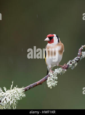 Europäische Stieglitz (Carduelis carduelis) auf einem Zweig mit gemeinsamen foliose Baum Flechten in Winter, shropshire Grenze mit Wales, 2017 Stockfoto