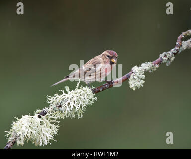 Redpoll auf einem Zweig mit gemeinsamen foliose Flechten im Winter 2017, Shropshire Grenze zu Wales, UK Stockfoto