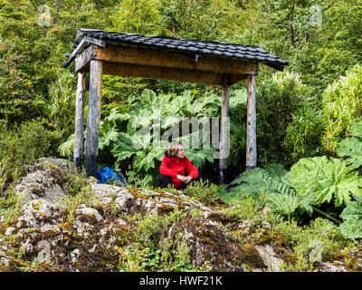 Frau in rot Jacke vor gigantischen Rhabarber Pflanze, Aussichtspunkt in der Nähe von Schnauze von San Rafael Gletscher, Regenwald, Dertour von der Carretera Austral, Stockfoto