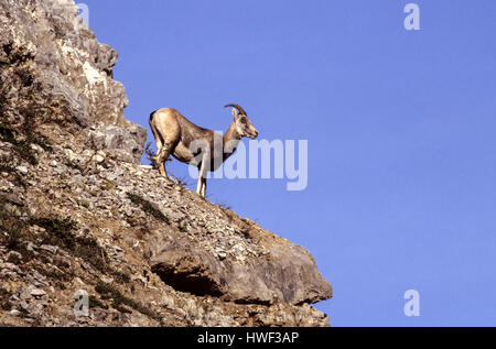 Stein Schafe (Ovis Dalli Stonei), Stone Mountain Provincial Park in British Columbia, Kanada Stockfoto