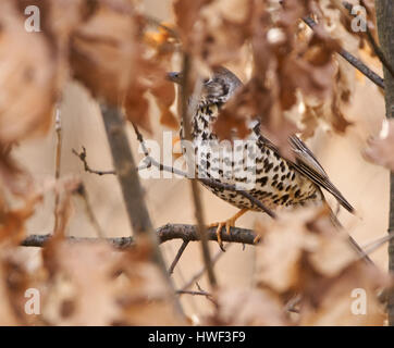 Singdrossel (Turdus Philomelos) versteckt in einer Eiche Stockfoto